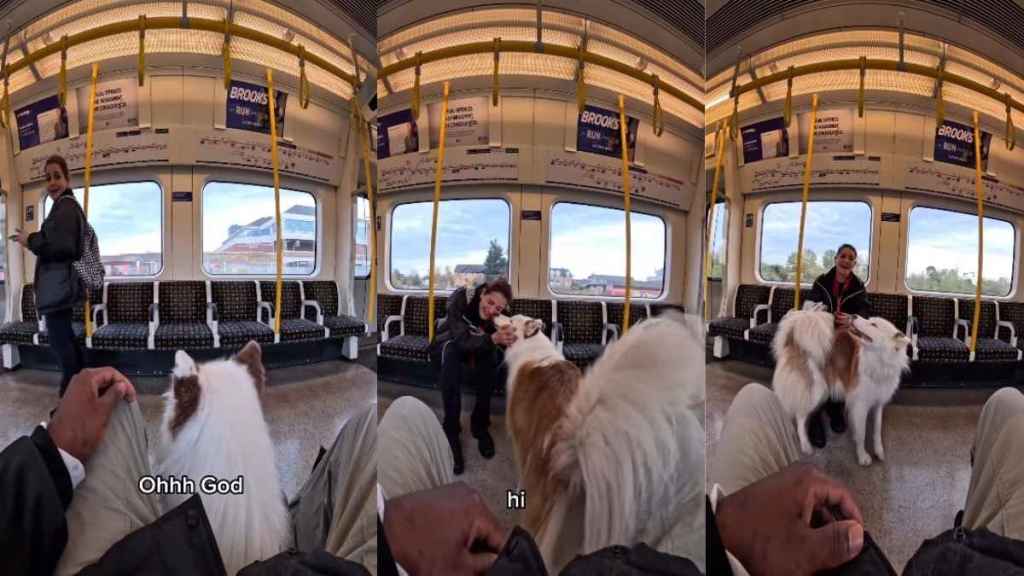 Gentle Giant Dog Draws Attention of Co-Traveler on the Train & You'll See Why