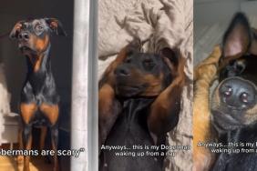 Video Proves 'Dobermans Are Scary' Myth Wrong