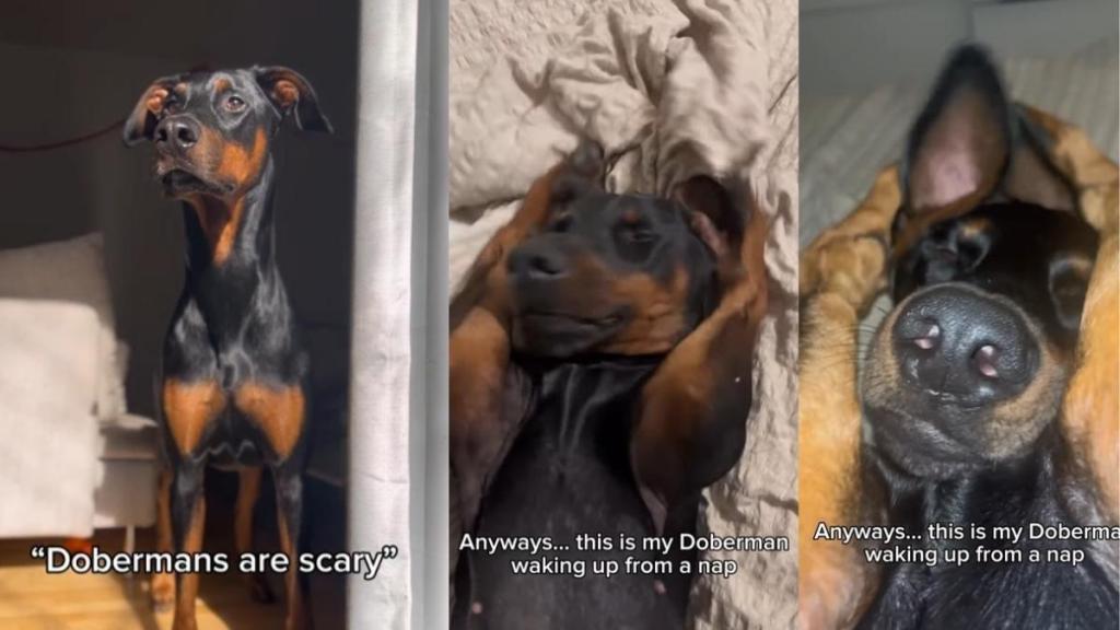 Video Proves 'Dobermans Are Scary' Myth Wrong