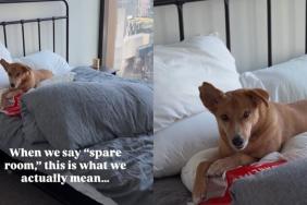 Video: Indian Rescue Dog Now Has a Room of Her Own in Melbourne