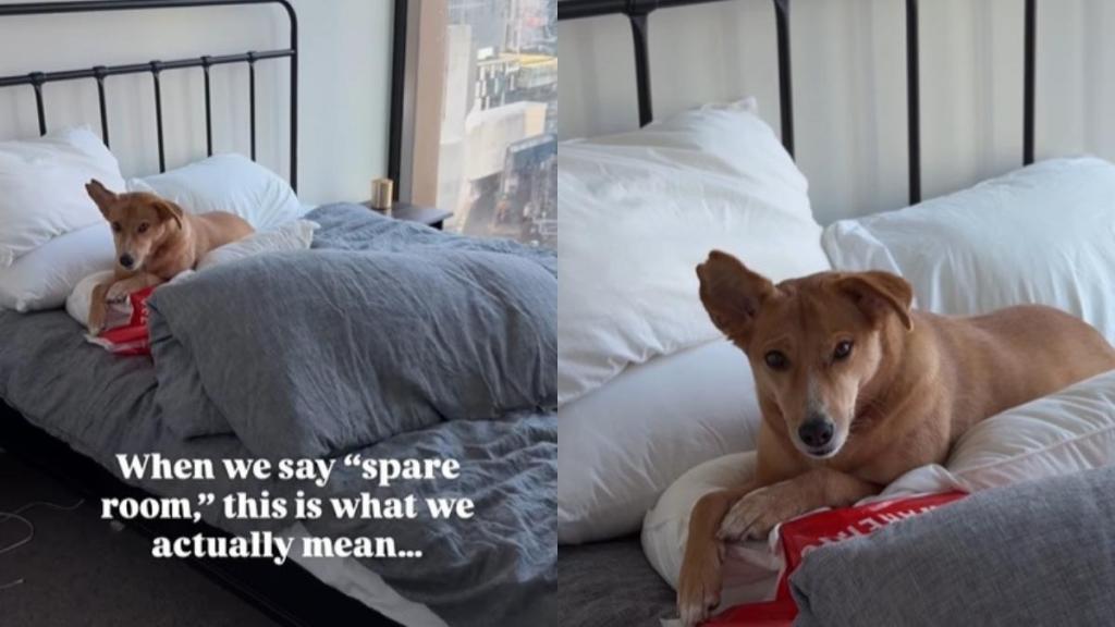 Video: Indian Rescue Dog Now Has a Room of Her Own in Melbourne