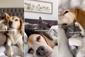 Video: Beagle Is Loved Unconditionally by Cat Sibling