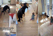 Video: Dog Does This To Ensure Baby Doesn’t Get Hurt While Crawling