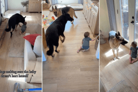Video: Dog Does This To Ensure Baby Doesn’t Get Hurt While Crawling