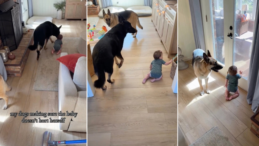 Video: Dog Does This To Ensure Baby Doesn’t Get Hurt While Crawling