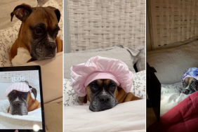 Video Shows ‘Everything’ Dog Needs for Her ‘Night Time Routine'
