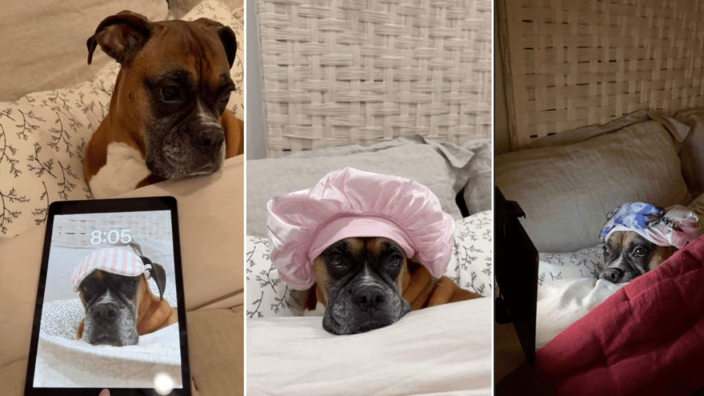 Video Shows ‘Everything’ Dog Needs for Her ‘Night Time Routine'