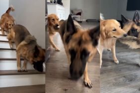 Golden Retriever's 'Morning Shenanigans' Include Holding Onto His Buddy's Tail