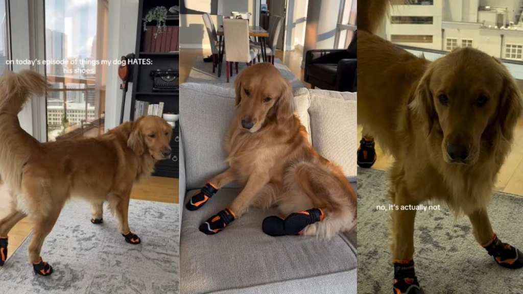 Golden Retriever 'Frozen' After Wearing Shoes