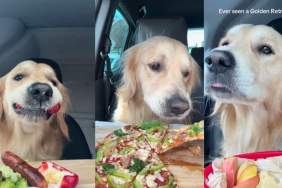 Video Shows Golden Retriever Being a Hard-Working ASMR Foodie