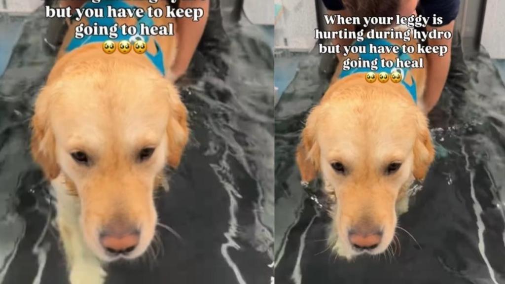 Golden Retriever Doing His Best to Heal in Moving Video