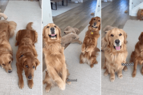 Video Shows Golden Retrievers Are ‘Bilingual’
