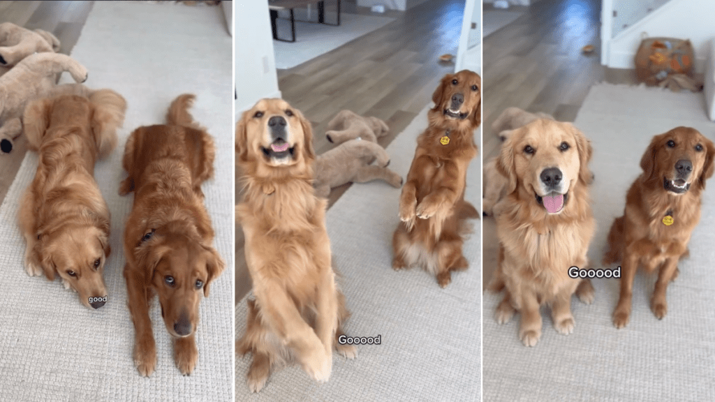 Video Shows Golden Retrievers Are ‘Bilingual’