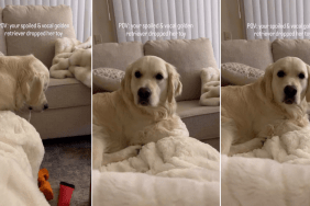 Video: Golden Retriever Becomes 'Sassy' After Dropping Toy Off Couch