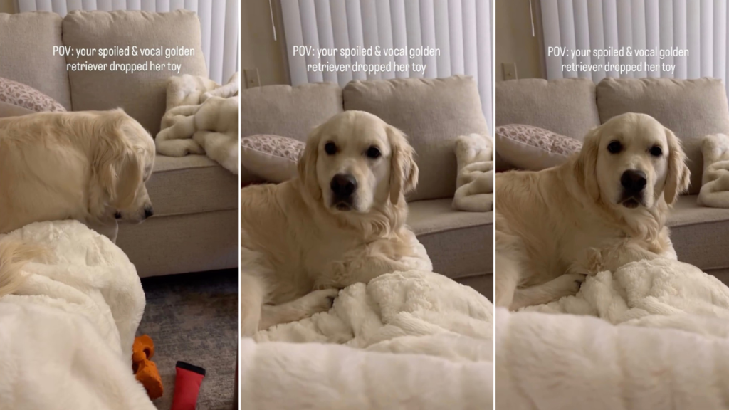 Video: Golden Retriever Becomes 'Sassy' After Dropping Toy Off Couch