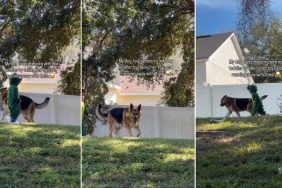 Video: Dog's Way of 'Messing' With Toddler Gets Cuter With Every Shot