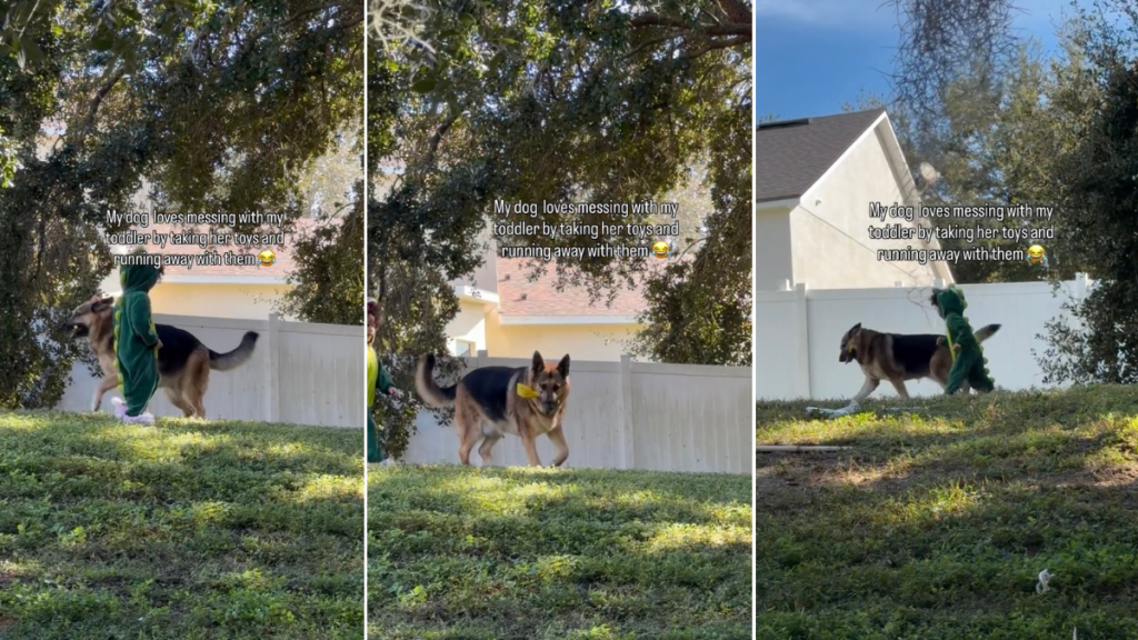 Video: Dog's Way of 'Messing' With Toddler Gets Cuter With Every Shot