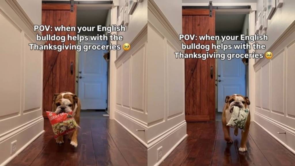 Dog Turns 'Thanksgiving Helper' in Adorable Video