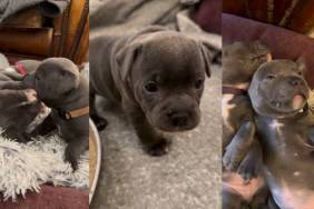 Video of Staffy Puppies Fighting & Then Relaxing Will Make Your Day