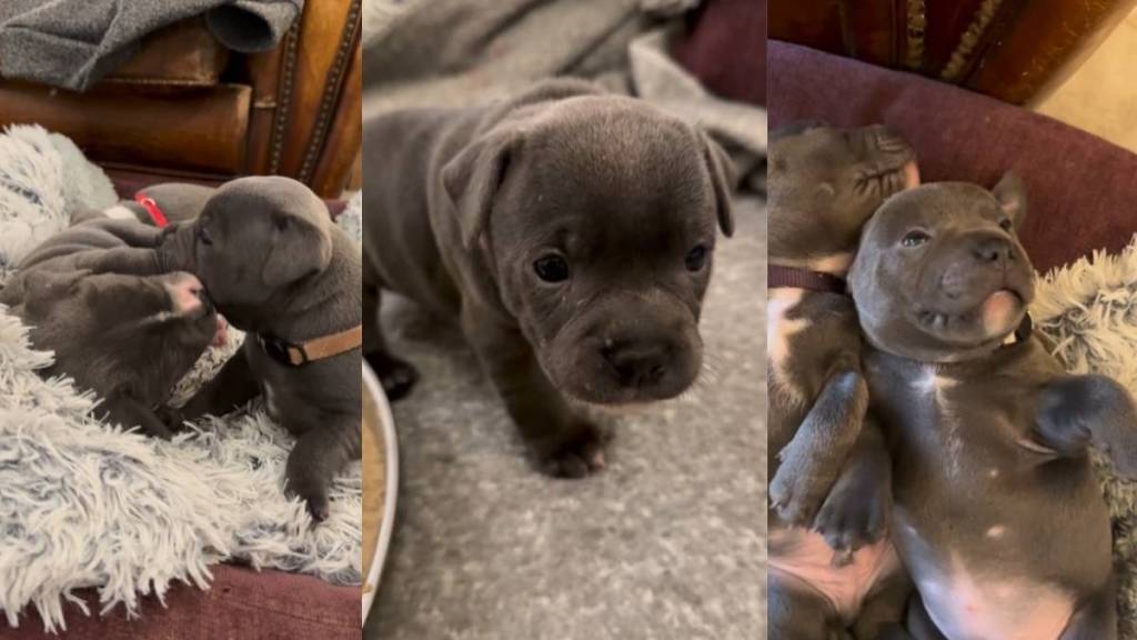 Video of Staffy Puppies Fighting & Then Relaxing Will Make Your Day