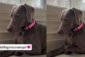 This Dog Settling Into New Home Is One of the Relaxing Videos