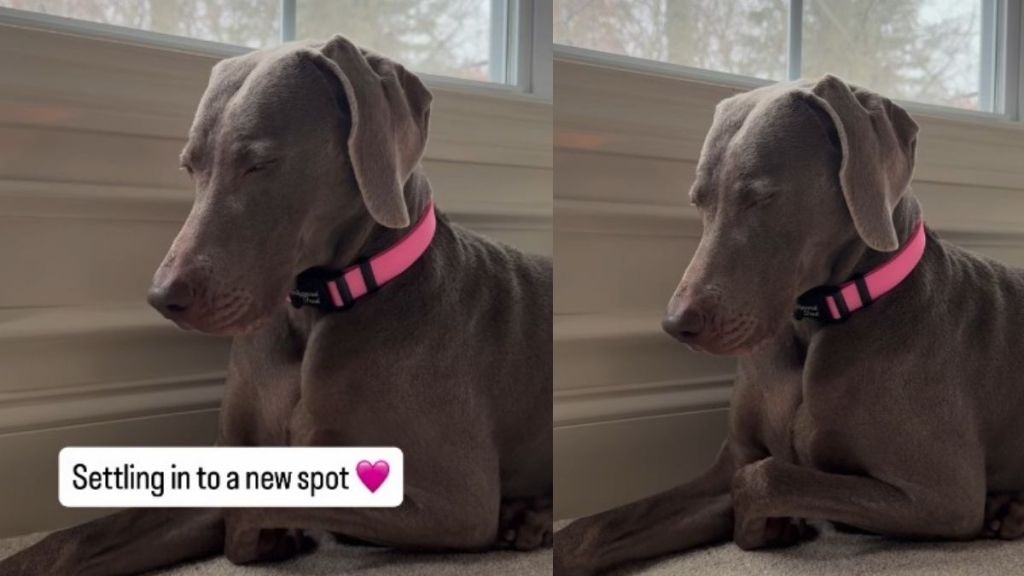 This Dog Settling Into New Home Is One of the Relaxing Videos