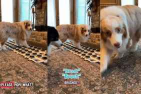 Dog Shows He Wants to Be Brushed Quickly with This Tool