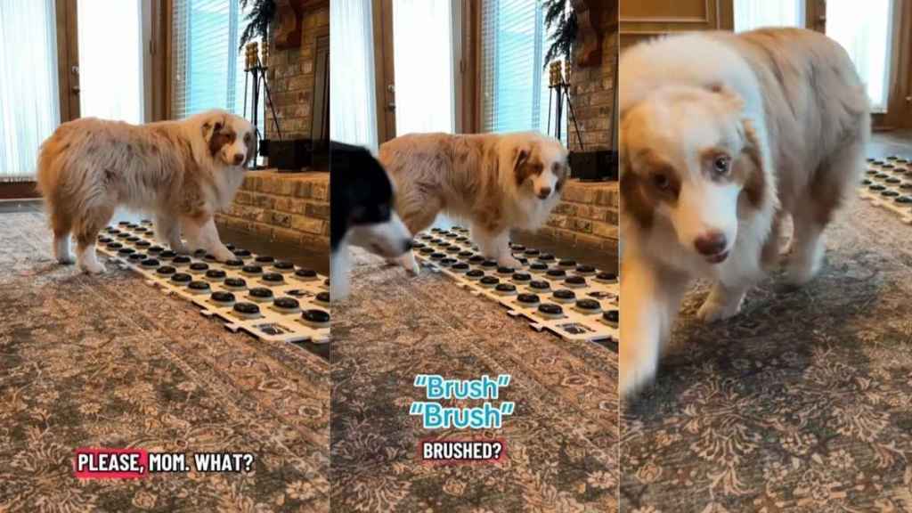 Dog Shows He Wants to Be Brushed Quickly with This Tool