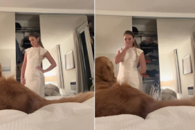 Video: Golden Retriever Helps Owner Choose Their Dress by Doing This