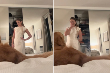 Video: Golden Retriever Helps Owner Choose Their Dress by Doing This