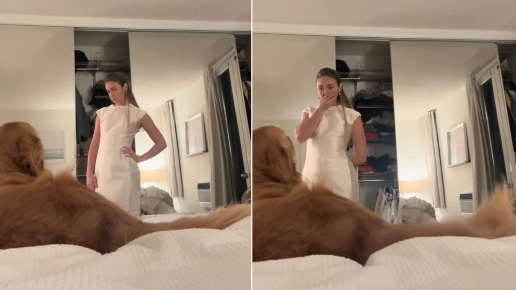 Video: Golden Retriever Helps Owner Choose Their Dress by Doing This