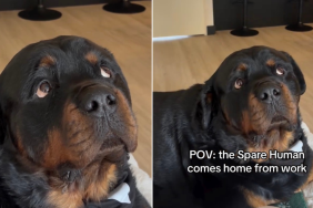 Video: Dog Gives Intense Stare When 'Spare Human' Comes Home After Work