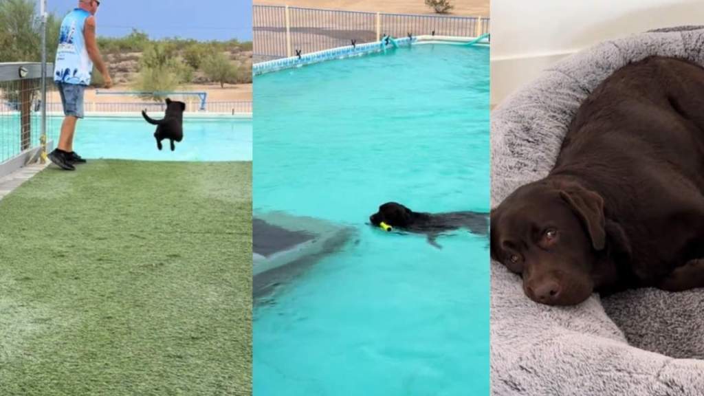 Video: ‘Exhausted’ Dog Finds New ‘Dock Diving’ Sport To Love