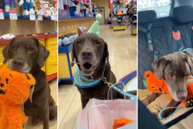 Video: Dog Celebrates Birthday With a Build-a-Bear Workshop