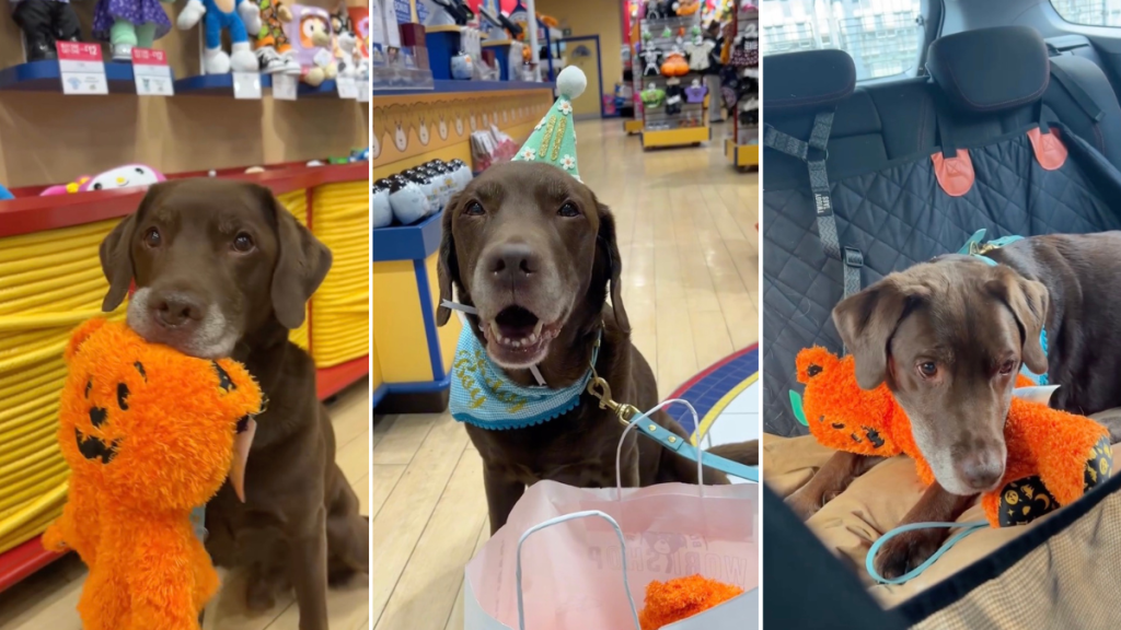 Video: Dog Celebrates Birthday With a Build-a-Bear Workshop