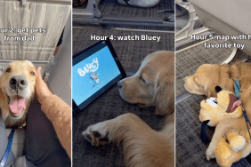 Video: Golden Retriever Keeps Himself Busy During 6-Hour Flight