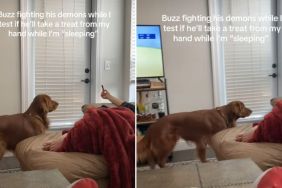 Video: Dog 'Fights His Demons' While Stealing Treat From Owner