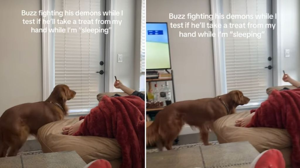 Video: Dog 'Fights His Demons' While Stealing Treat From Owner