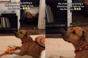 Video: Shelter Dog’s Reaction to Christmas Tree Lights Is Heartwarming