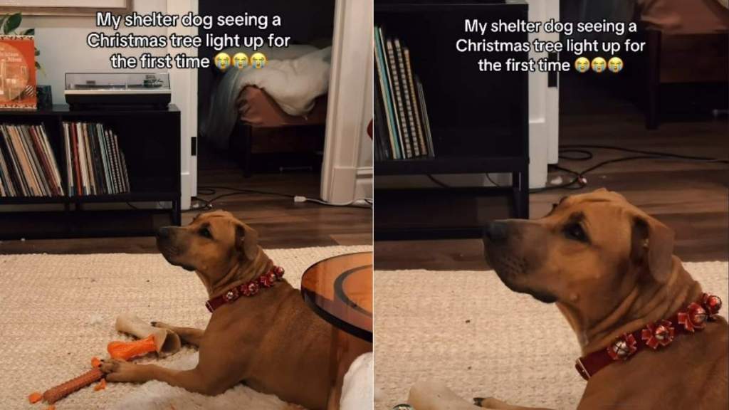 Video: Shelter Dog’s Reaction to Christmas Tree Lights Is Heartwarming