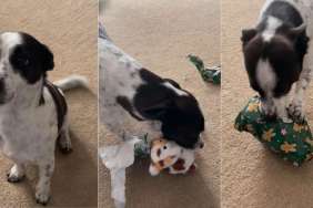 Little Puppy Unwraps Christmas Present From Mom & Dad in Video