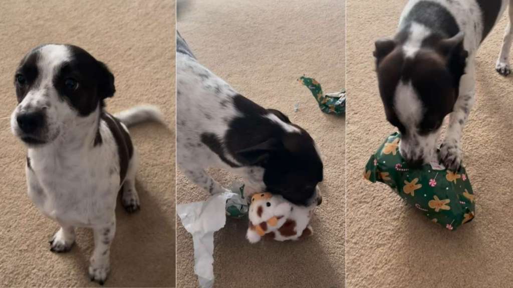 Little Puppy Unwraps Christmas Present From Mom & Dad in Video
