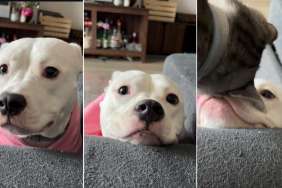 Video Shows Dog Testing Pouting Skills on Cat With Cute Results