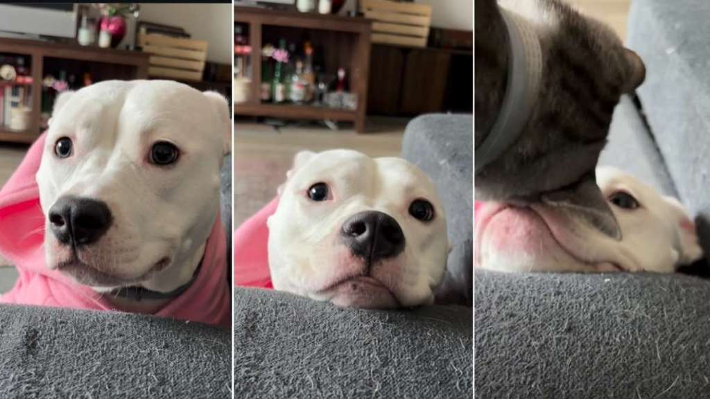 Video Shows Dog Testing Pouting Skills on Cat With Cute Results