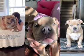 Video Shows American Bully as the Cutest Puppy in Throwback Moments