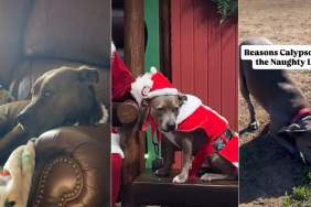 Video: This Pit Bull Will Be on Santa's 'Naughty List' This Year