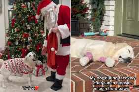 Santa Lifts Golden Retriever's Spirits During 'Recovery'