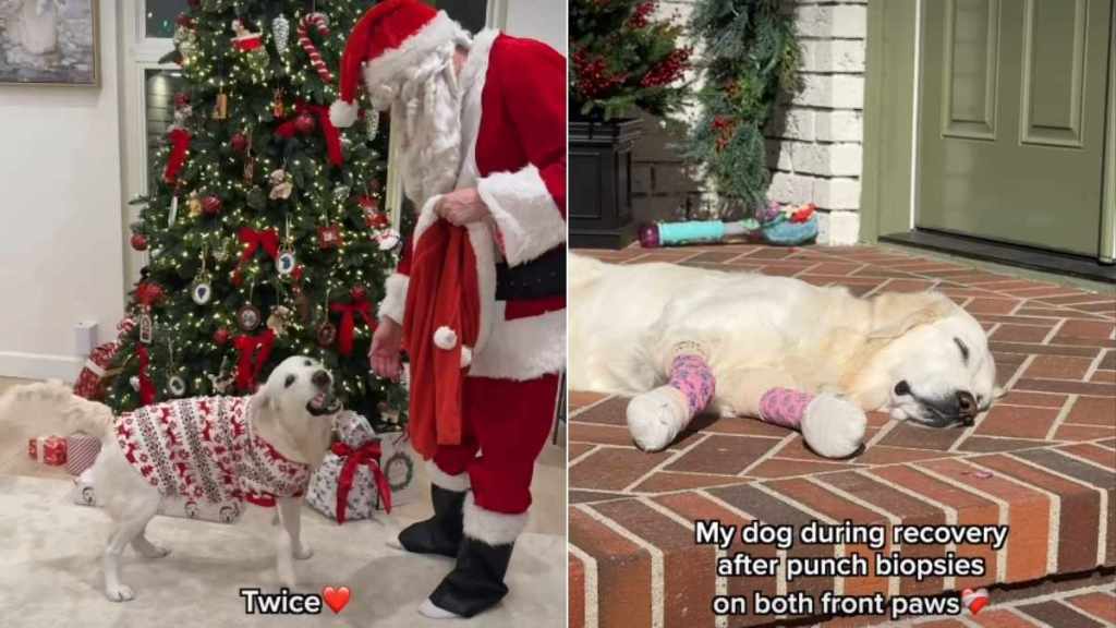 Santa Lifts Golden Retriever's Spirits During 'Recovery'