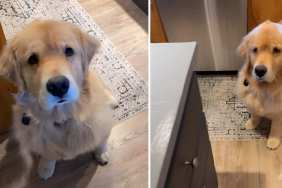 Video: Golden Retriever Does Little Dancy Dance as Mom Serves Food