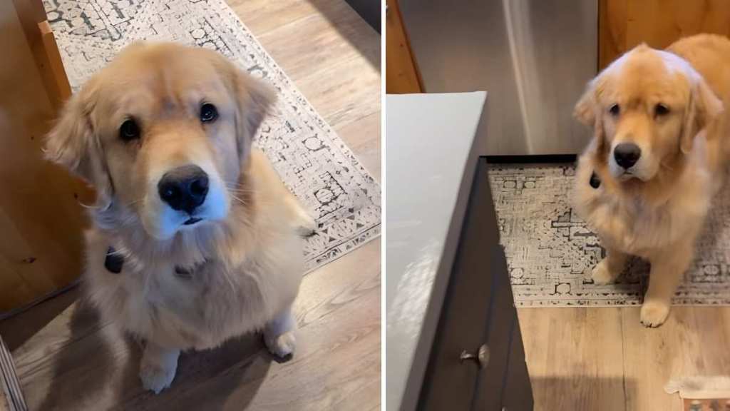 Video: Golden Retriever Does Little Dancy Dance as Mom Serves Food